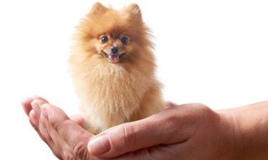 Verdens mindste hund: Liste over de mindste hunde