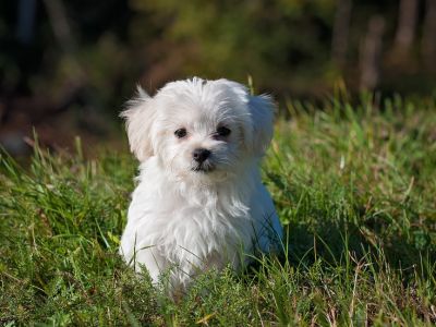 Bichon havanais: Alt du behøver at vide om den lille selskabshund fra Havana