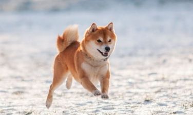 Shiba Inu: Læs om den lille hund her