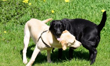 Labrador Retriever - Lær Den populære familiehund at kende